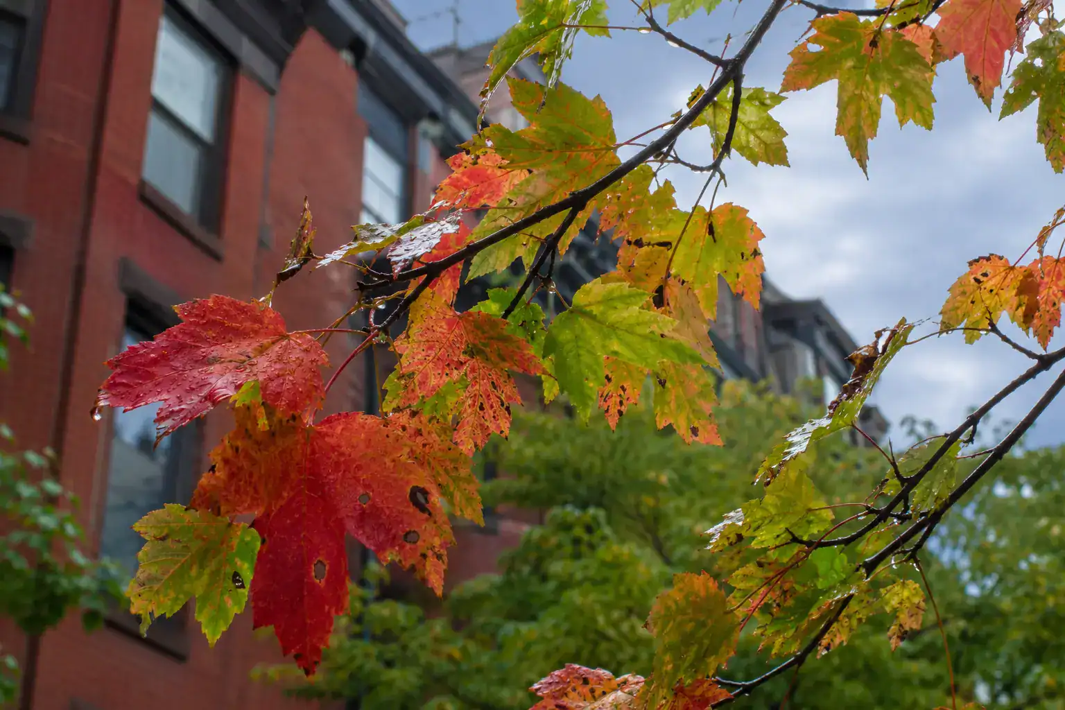 Changing maple leaves after rain on a city street